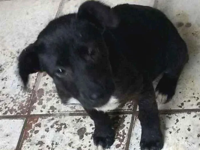 Cachorro ra a Vira lata idade 2 a 6 meses nome Não tem nome ainda