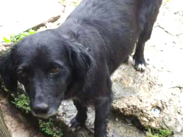 Cachorro ra a Vira lata idade 2 anos nome Belinha