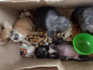 Cachorro raça Dogs idade 2 a 6 meses nome Filhotes