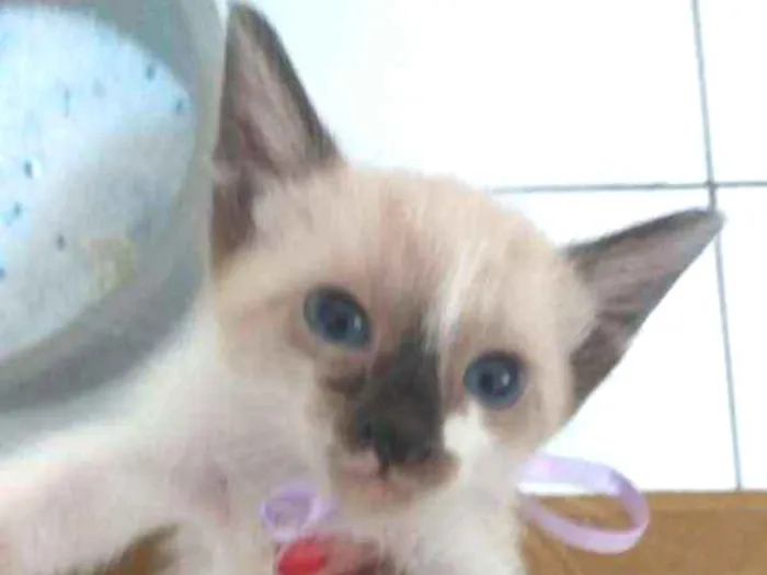 Gato ra a Indefinida idade 2 a 6 meses nome Sem nome