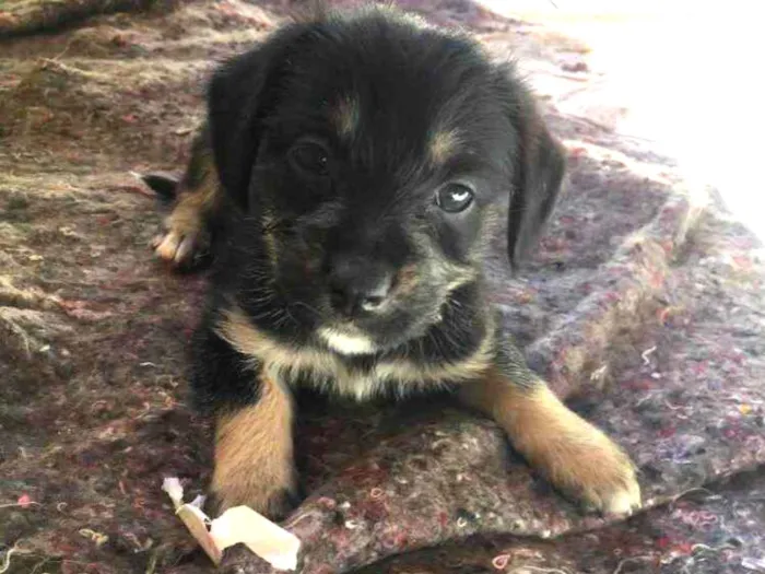 Cachorro ra a Sem raça definida  idade 2 a 6 meses nome Sabina 