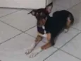Catarina