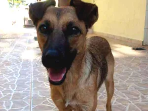Cachorro raça SRD idade 1 ano nome Ainda Sem Nome
