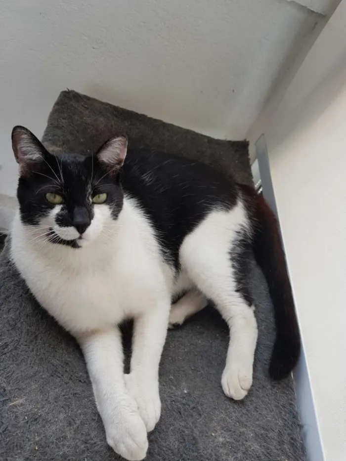 Gato ra a Sem raça definida idade 1 ano nome Juca