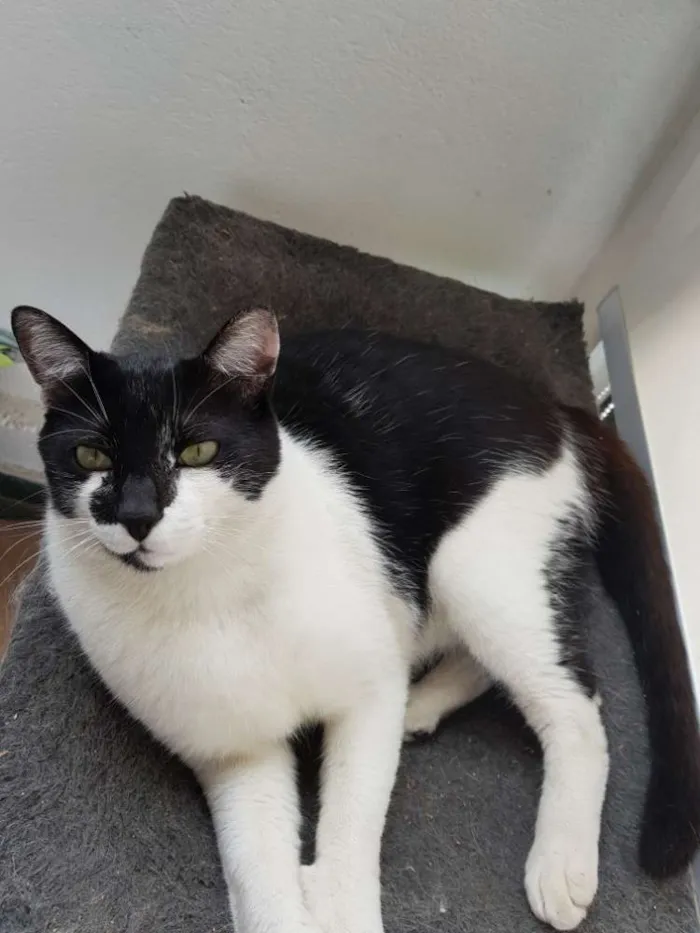 Gato ra a Sem raça definida idade 1 ano nome Juca