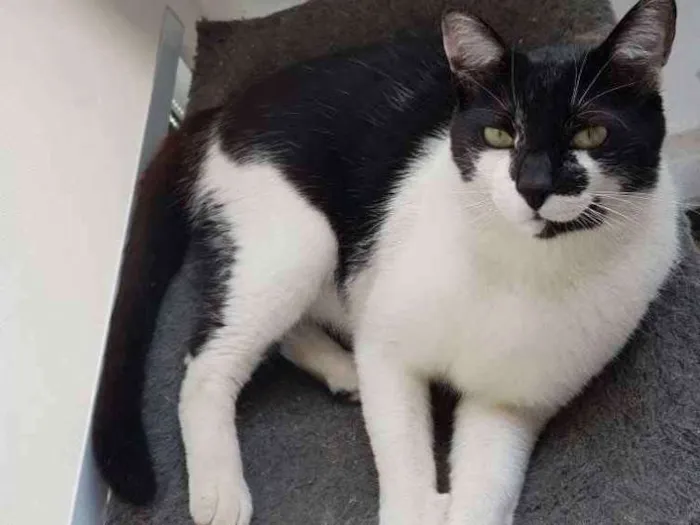 Gato ra a Sem raça definida idade 1 ano nome Juca