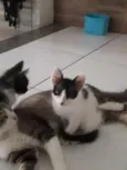 Yoko, Minie...