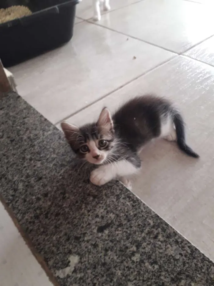 Gato ra a  idade 2 a 6 meses nome Yoko, Minie...