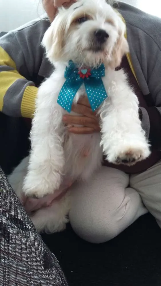 Cachorro ra a Lhasa apso idade 1 ano nome Laysla