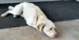 Rex