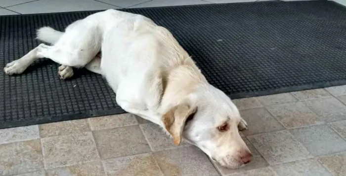 Cachorro ra a Mestiço Labrador idade 2 anos nome Rex