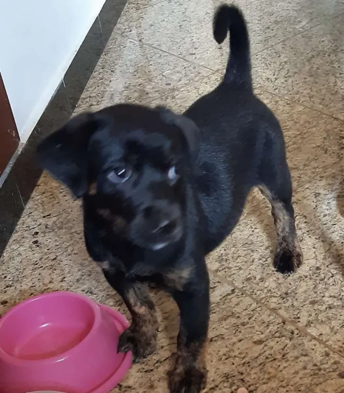 Cachorro raça SRD idade 2 a 6 meses nome A definir