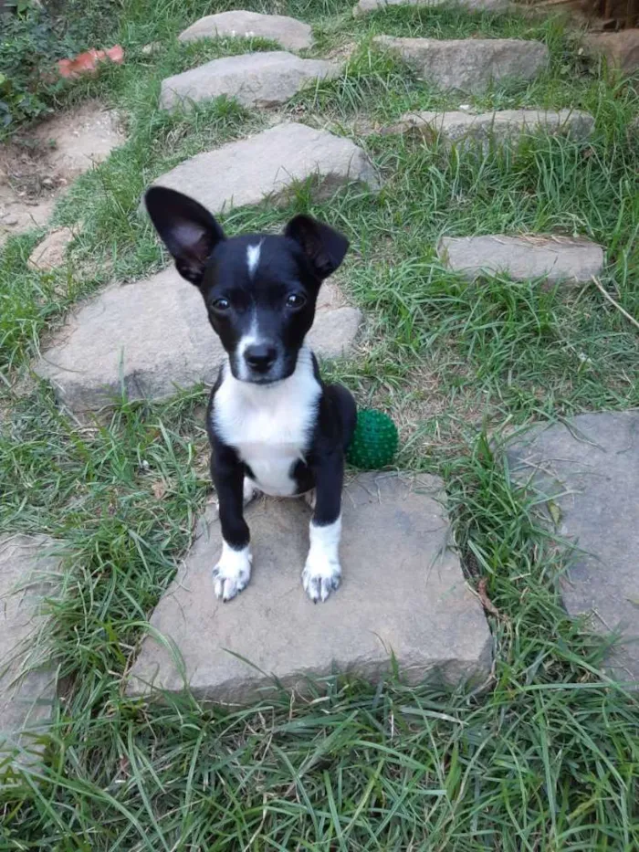 Cachorro raça SRD idade 2 a 6 meses nome A definir