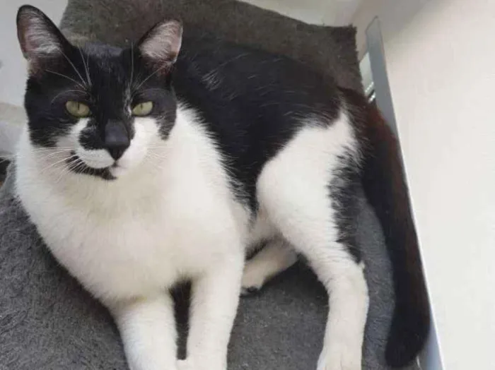 Gato ra a Sem raça definida idade 1 ano nome Juca