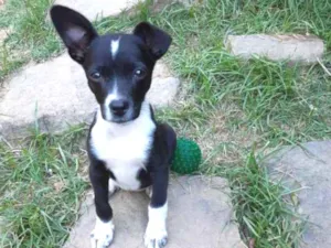 Cachorro raça SRD idade 2 a 6 meses nome A definir