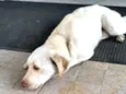 Rex