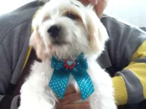 Cachorro raça Lhasa apso idade 1 ano nome Laysla