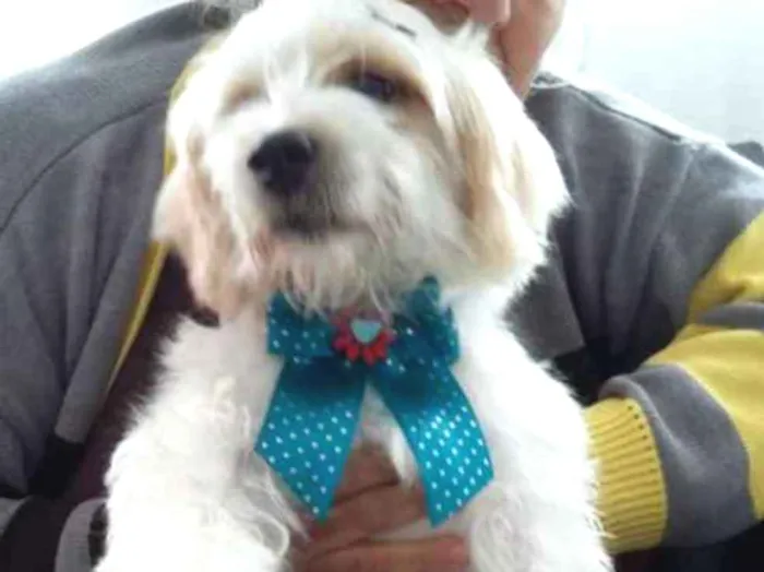 Cachorro ra a Lhasa apso idade 1 ano nome Laysla