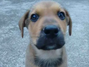 Cachorro raça American com rottweiler (mãe) idade Abaixo de 2 meses nome Thor