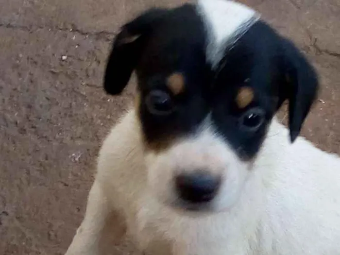 Cachorro ra a Vira lata idade Abaixo de 2 meses nome Rex