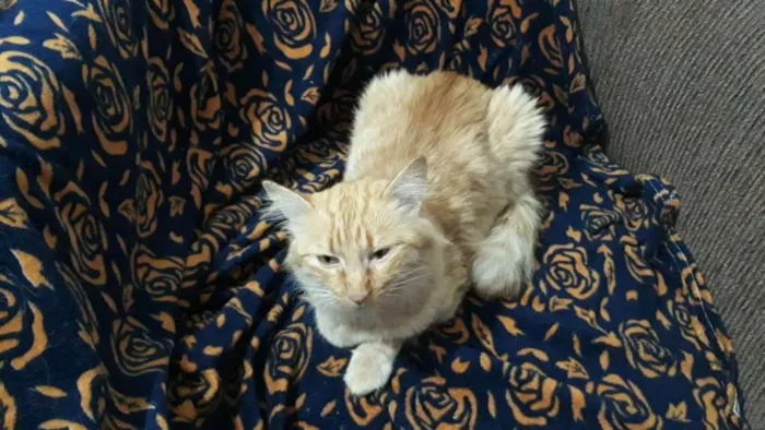 Gato ra a SRD idade 1 ano nome Alice