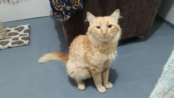 Gato ra a SRD idade 1 ano nome Alice