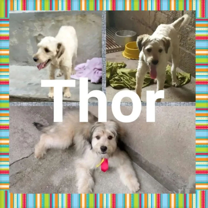 Cachorro raça Mistura de goldendodle com pin idade 2 anos nome Thor