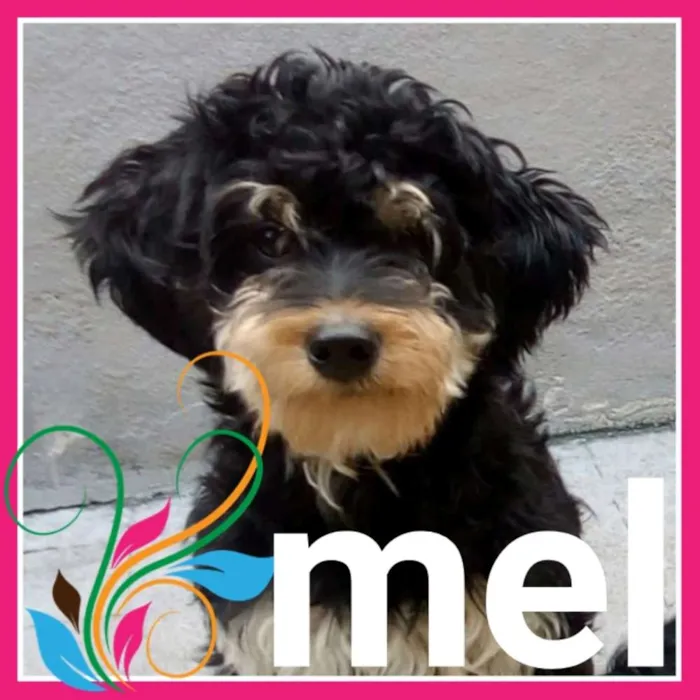Cachorro raça Mistura de goldendodle com pin idade 2 anos nome Mel
