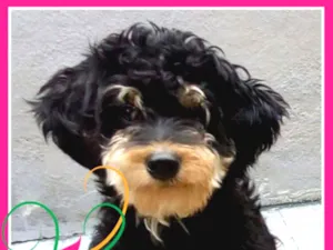Cachorro raça Mistura de goldendodle com pin idade 2 anos nome Mel