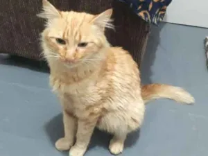 Gato raça SRD idade 1 ano nome Alice