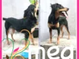 Meg