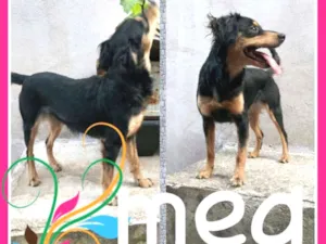 Cachorro raça Filhote de goldendodle com pin idade 1 ano nome Meg