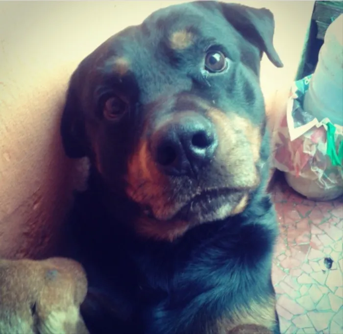 Cachorro ra a Rottweiler idade 6 ou mais anos nome Killer 