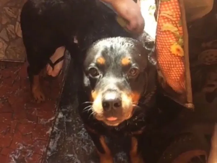 Cachorro ra a Rottweiler idade 6 ou mais anos nome Killer 