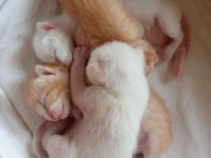 Gato ra a  idade Abaixo de 2 meses nome Sem Nome