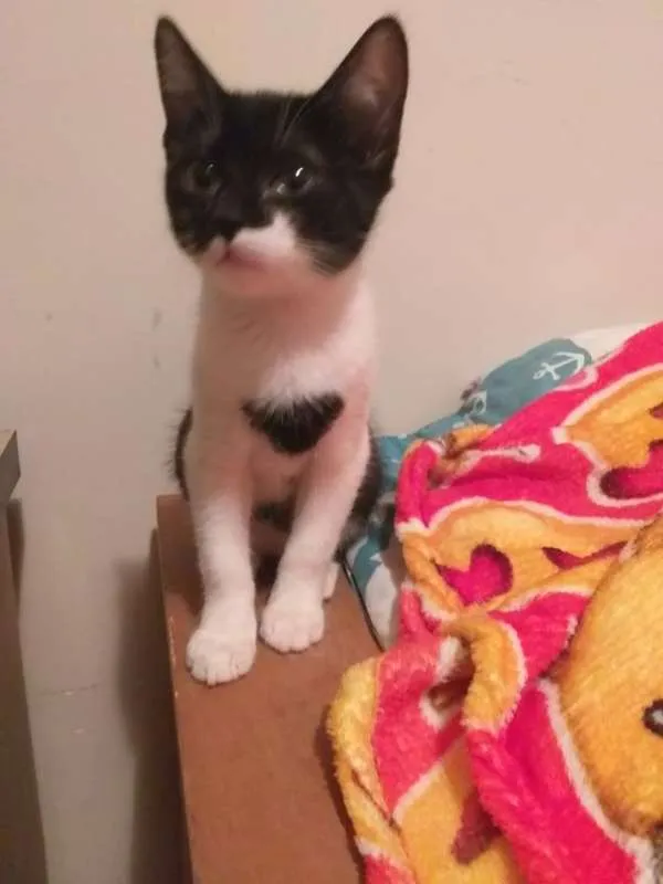 Gato ra a SRD idade 7 a 11 meses nome Help