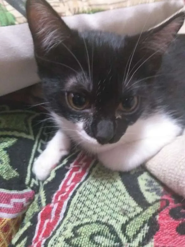 Gato ra a SRD idade 7 a 11 meses nome Help