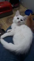 Analu