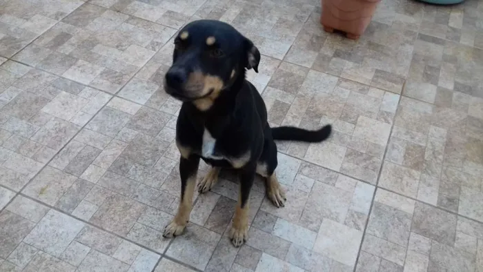 Cachorro ra a Rotweiller e Labrador idade 2 anos nome Gold