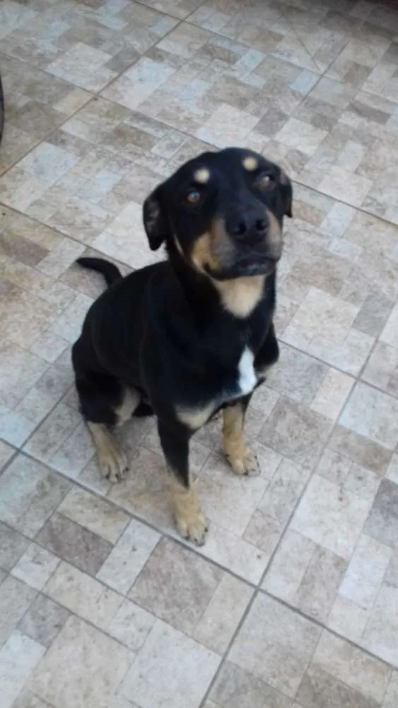 Cachorro ra a Rotweiller e Labrador idade 2 anos nome Gold