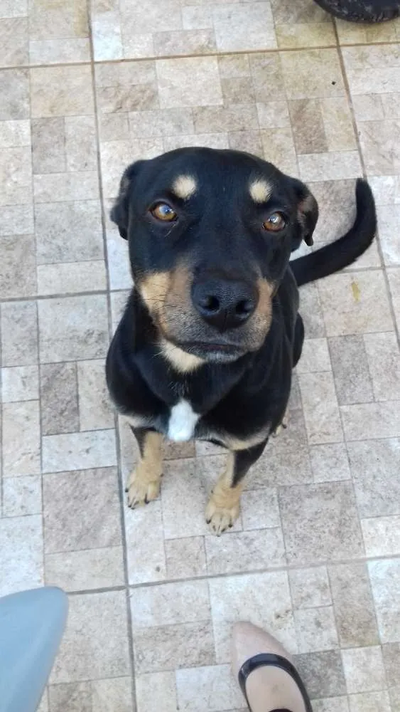 Cachorro ra a Rotweiller e Labrador idade 2 anos nome Gold