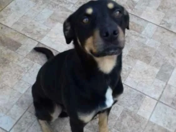 Cachorro ra a Rotweiller e Labrador idade 2 anos nome Gold