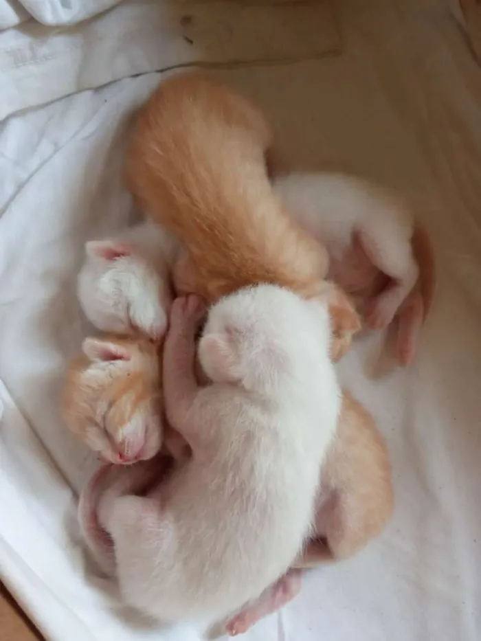 Gato ra a  idade Abaixo de 2 meses nome Sem Nome