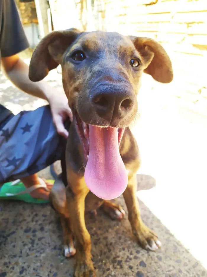 Cachorro ra a SRD idade 2 a 6 meses nome Dobby