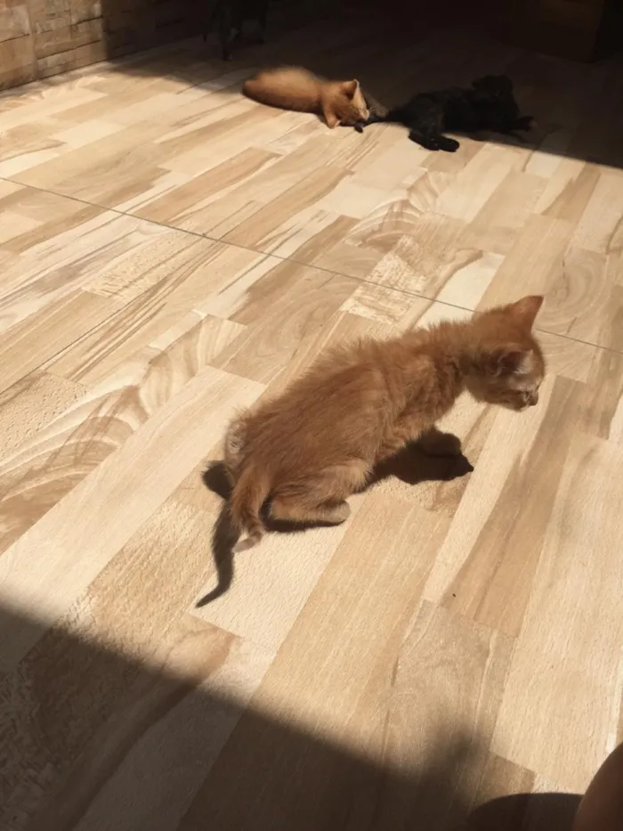 Gato ra a  idade Abaixo de 2 meses nome Laranjinhas