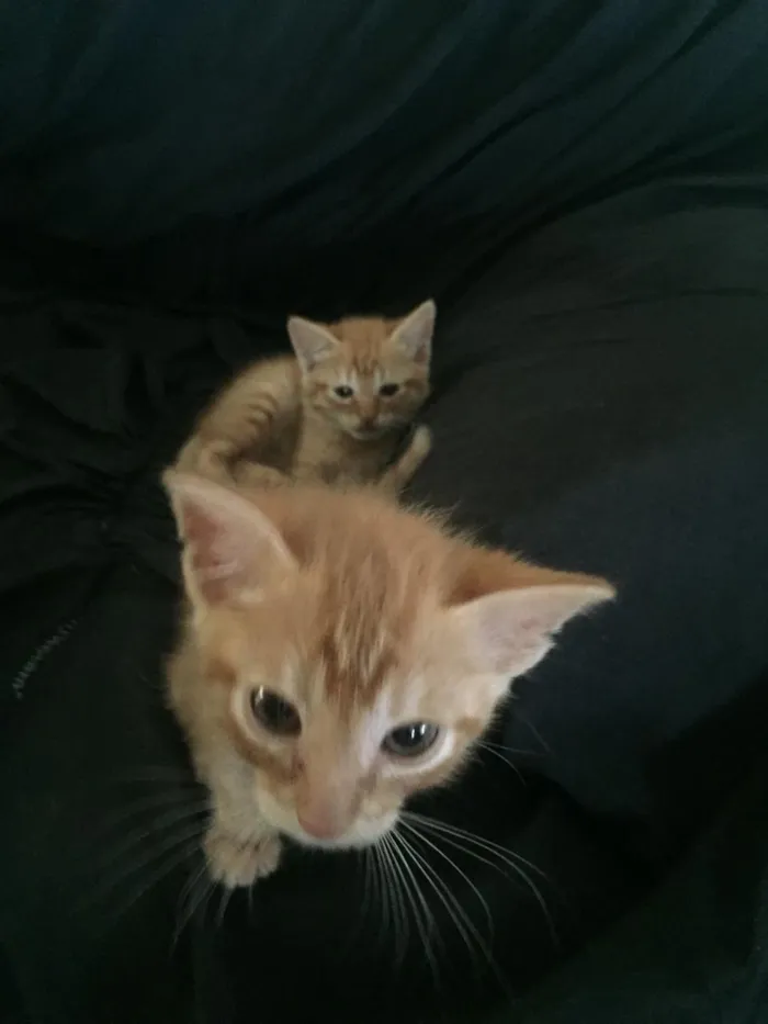 Gato ra a  idade Abaixo de 2 meses nome Laranjinhas