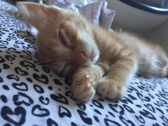 Gato ra a  idade Abaixo de 2 meses nome Laranjinhas