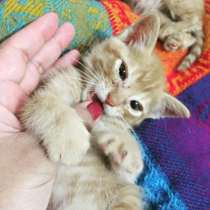 Gato ra a  idade Abaixo de 2 meses nome Laranjinhas
