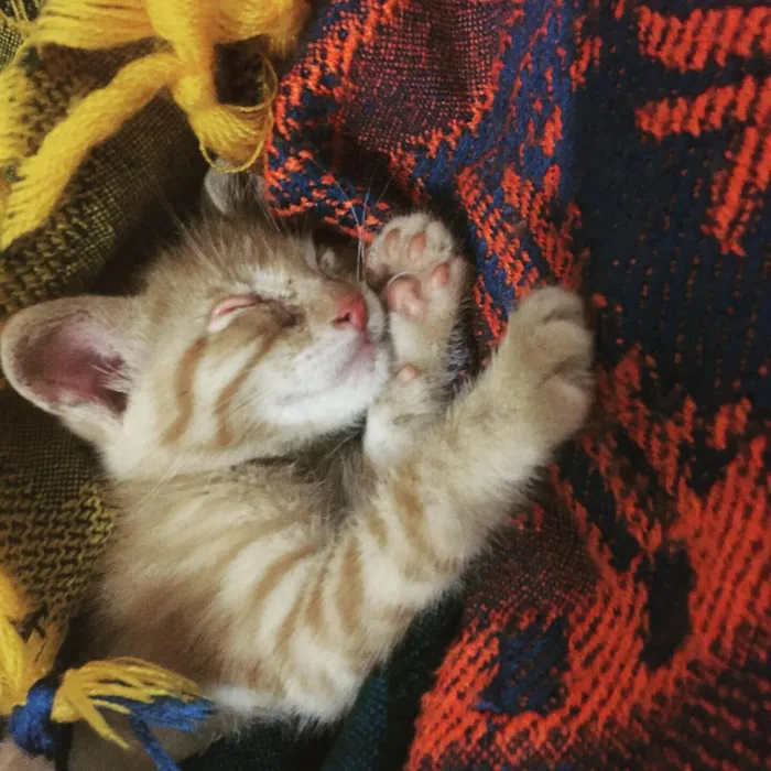Gato ra a  idade Abaixo de 2 meses nome Laranjinhas