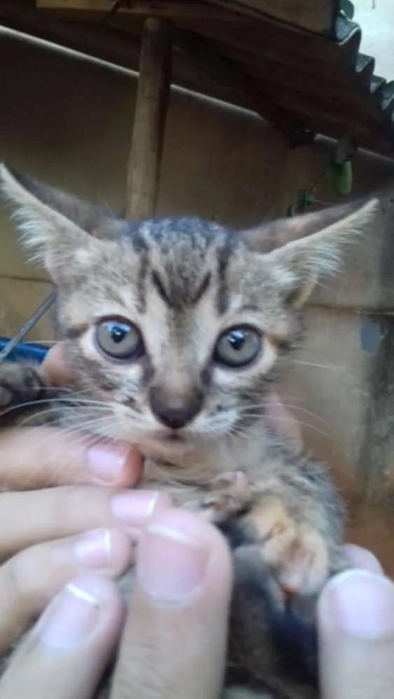 Gato raça Srd idade 2 a 6 meses nome Sem nome